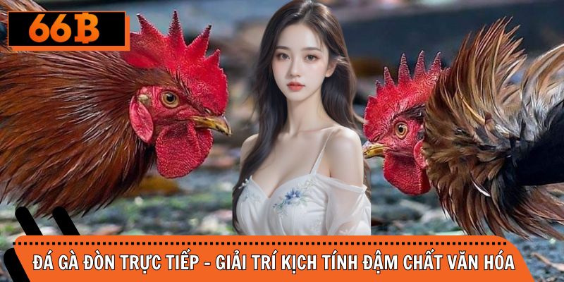 Đá Gà Đòn Trực Tiếp - Giải Trí Kịch Tính Đậm Chất Văn Hóa