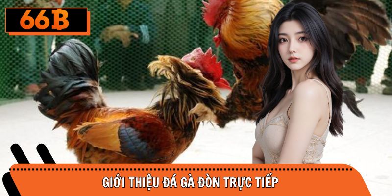 Đôi điều giới thiệu hình thức đá gà đòn trực tiếp