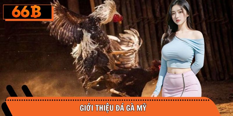 Tổng quan sơ lược về hình thức đá gà Mỹ kịch tính